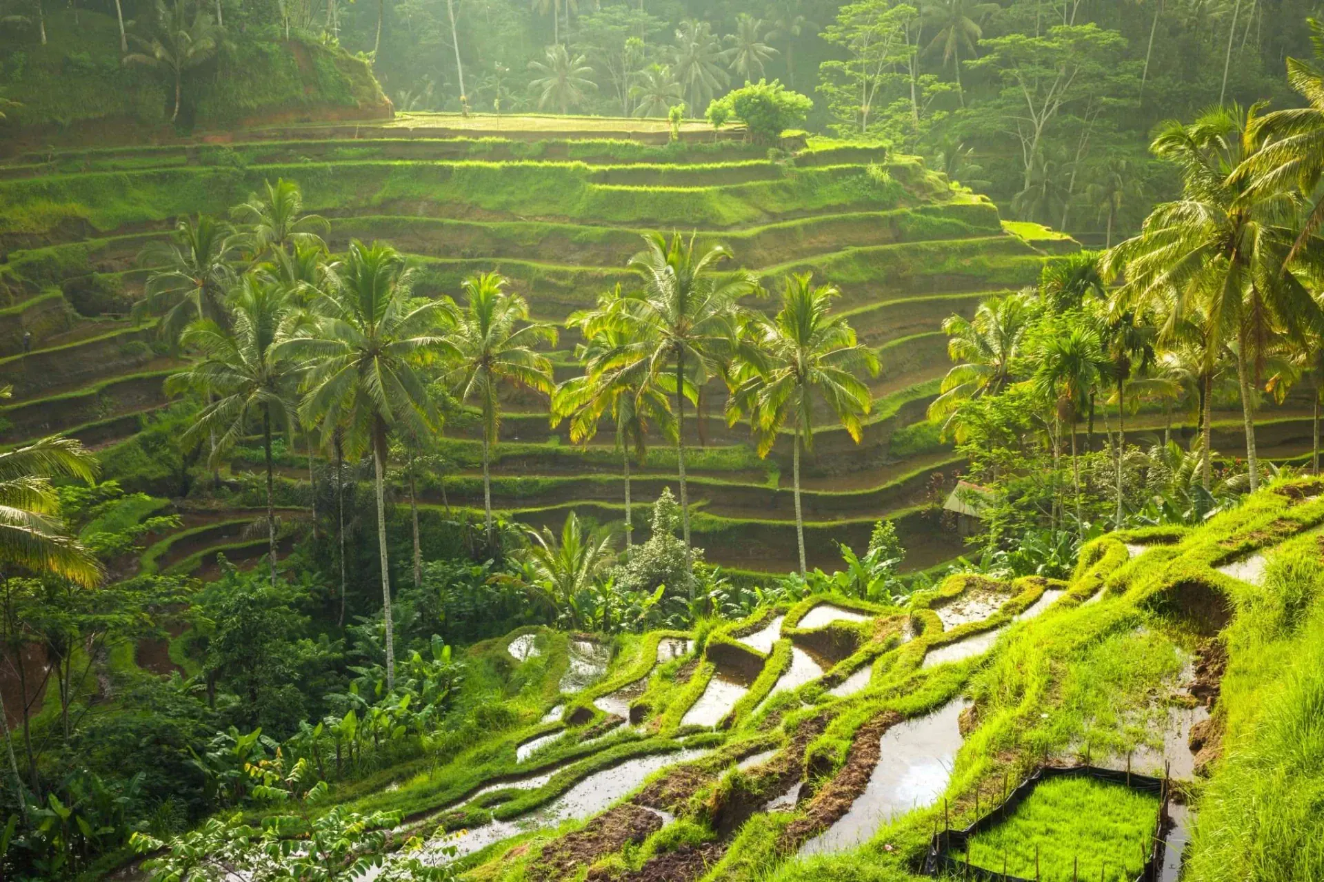 rice terrace tegallalang
